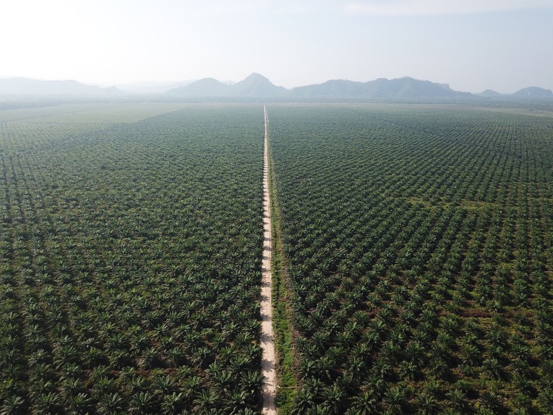 Pendapatan Cisadane Sawit Raya (CSRA) Tumbuh Dobel Digit