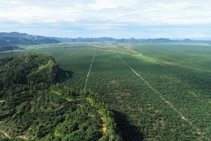 Cisadane Sawit Raya (CSRA) Sudah Belanjakan 25% Belanja Modal